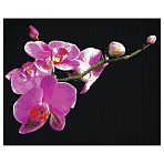 Картина по номерам на черном холсте ТРИ СОВЫ «Цветы орхидеи», 40×50, c акриловыми красками и кистями