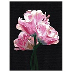 Картина по номерам на черном холсте ТРИ СОВЫ «Розовые цветы», 30×40, c акриловыми красками и кистями