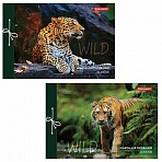 Альбом для рисования А4 40 л., на завязках, обложка картон, BRAUBERG, 200×285 мм, «Дикие кошки» (2 вида), 105615