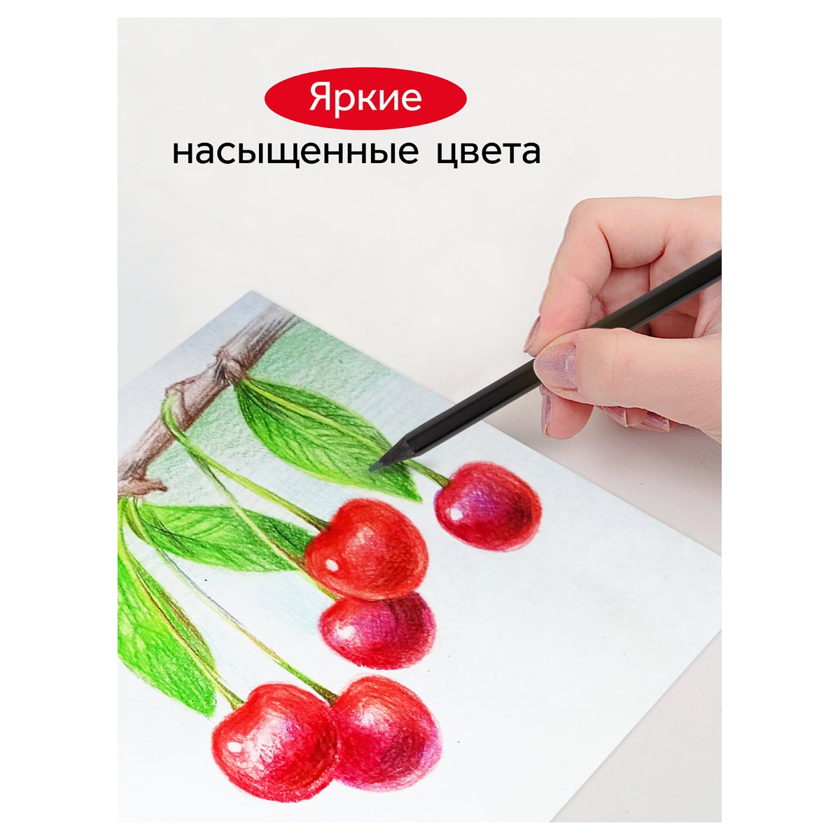 Карандаши цветные Гамма «Мультики», 24цв., черное дерево, заточен., картон. упак., европодвес