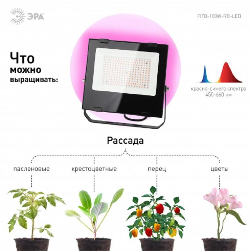 Фитосветильник для растений светодиодный ЭРА FITO-100W-RB-LED (Б0046369)