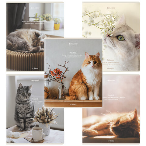 Тетради ДЭК А5 48 л. КОМПЛЕКТ 5 шт. BRAUBERGклеткаматовая ламинация«Cats»404673
