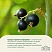 превью Чай чёрный Ahmad Tea Blackcurrant Burst 25 пакетиков (чёрная смородина)