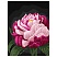 превью Картина по номерам на картоне ТРИ СОВЫ «Цвет пиона», 30×40, с акриловыми красками и кистями