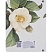 превью Тетрадь общая, BS, А5, 120л., клетка, кольца, Flora, камелия N4758