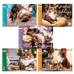 Альбом для рисования А4 24 л., спираль, обложка картон, HATBER, 198×300 мм, «Кот Борис» (5 видов), 079771