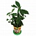 превью Набор для выращивания растений ВЫРАСТИ ДЕРЕВО! «Гардения» (банка, грунт, семена), zk-044