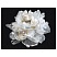 превью Картина по номерам на черном холсте ТРИ СОВЫ «Белый цветок», 30×40, c акриловыми красками и кистями