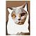превью Аппликация наклейками ТРИ СОВЫ «Кошки», А4, 2 основы, картонный конверт