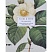 превью Тетрадь общая, BS, А5, 120л., клетка, кольца, Flora, камелия N4758