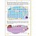 превью Книжка-задание, А4, Мозаика kids «Большие активити. 250 наклеек. Динозавры», 24стр. 