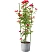 превью Опора для растений Garden Show Круглая 76x25x1.5 см металл